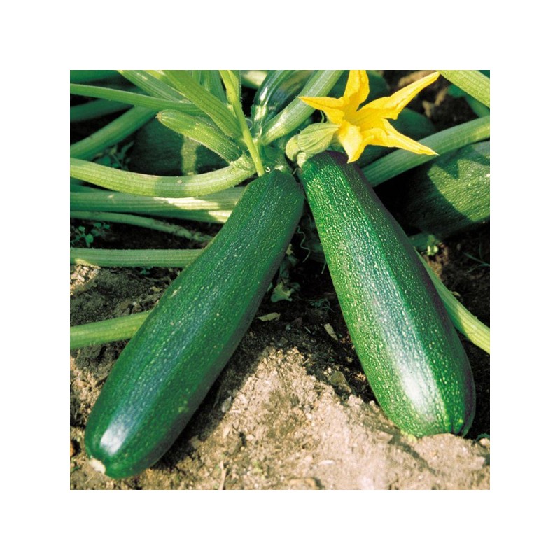 Courgette longue