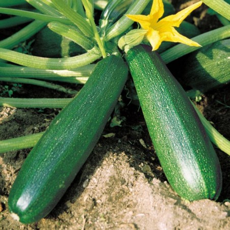 Courgette longue