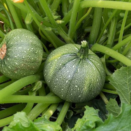 Courgette ronde