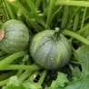 Courgette ronde