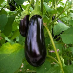 Aubergine