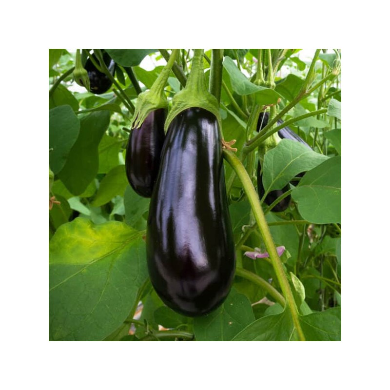 Aubergine