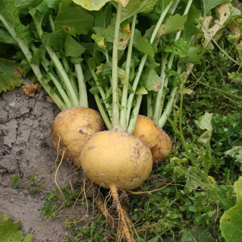 Navet boule d'or